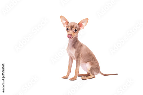 Puppy dog Toy Terrier isolated on white background studio