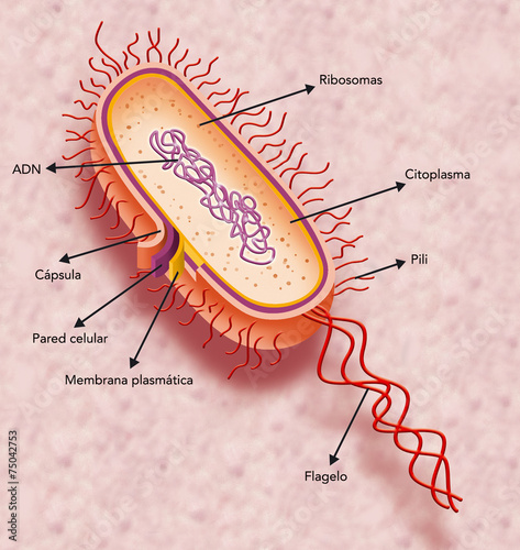 célula procariota photo