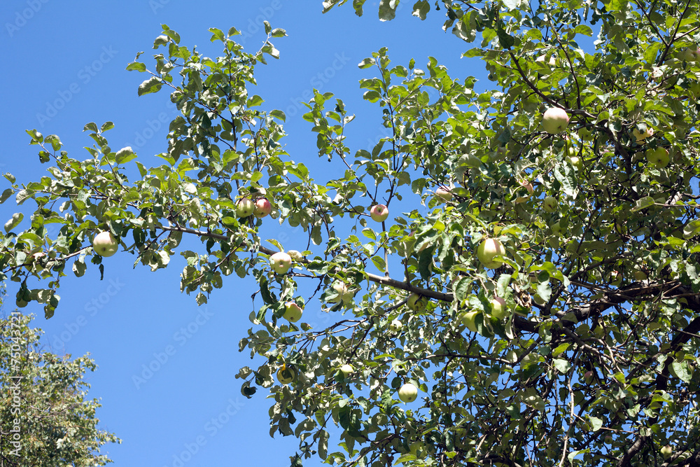 Apple tree branches with apple fruit crop on sunny summer day Apple tree branches with apple fruit crop on sunny summer day