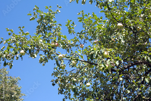 Apple tree branches with apple fruit crop on sunny summer day