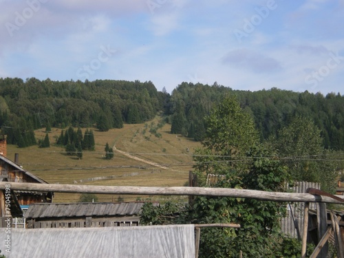 Forest landscape photo