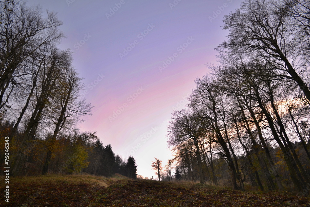 Obraz premium Tree avenue in forest