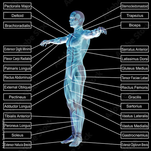 3D human male anatomy with muscles and text photo