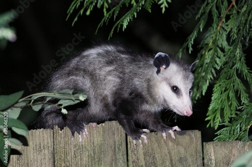 Fototapeta Naklejka Na Ścianę i Meble -  Virginia Opossum on a Fence Profile