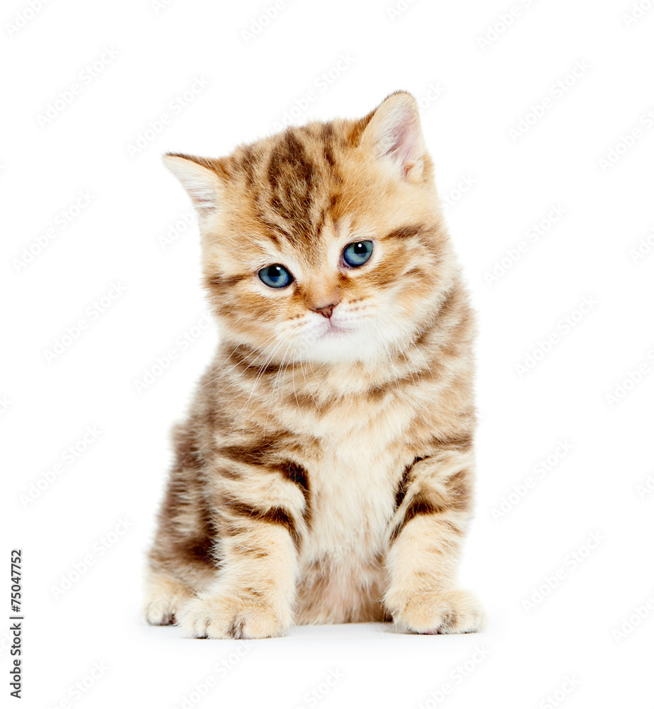 British Shorthair kitten cat