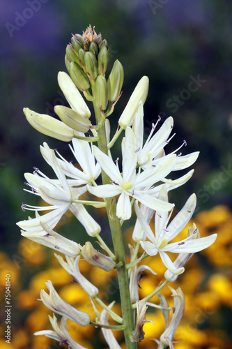 Leichtlin-Prärielilie (Camassia leichtlinii) photo