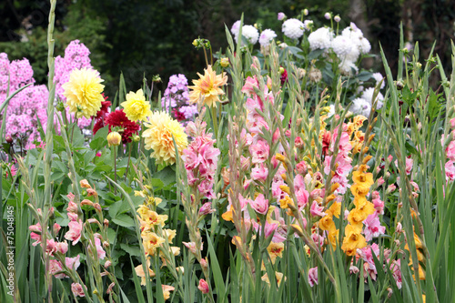 Fototapeta Naklejka Na Ścianę i Meble -  Blumenbeet mit Gladiolen