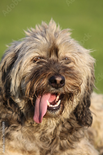 Cane peloso con lingua di fuori © www.clickmanie.it