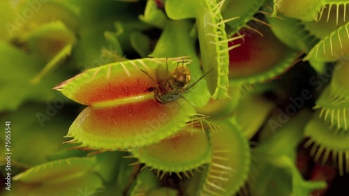 Venus flytrap eats a fly photo