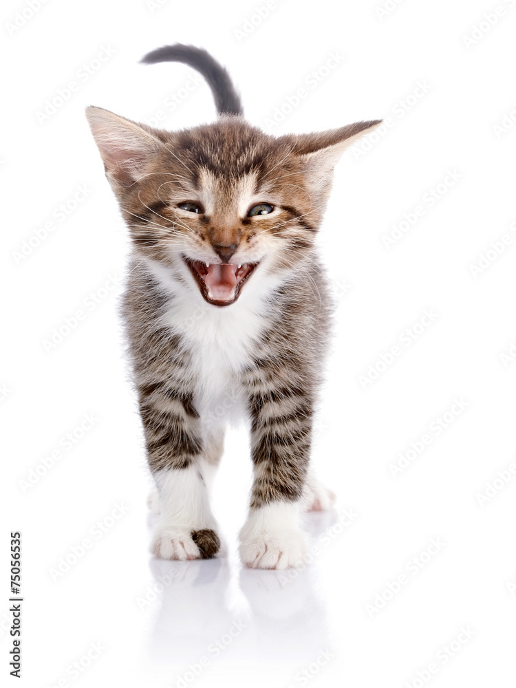 The kitten on a white background.