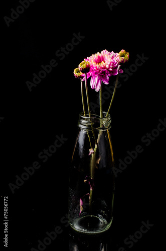 pink chrysanthemum on black background