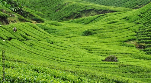 Cameron Highlands