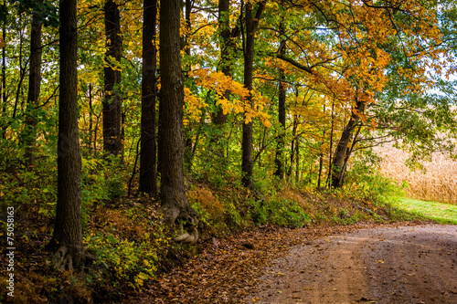 Autumn color along a dirt road in rural York County, Pennsylvani © jonbilous