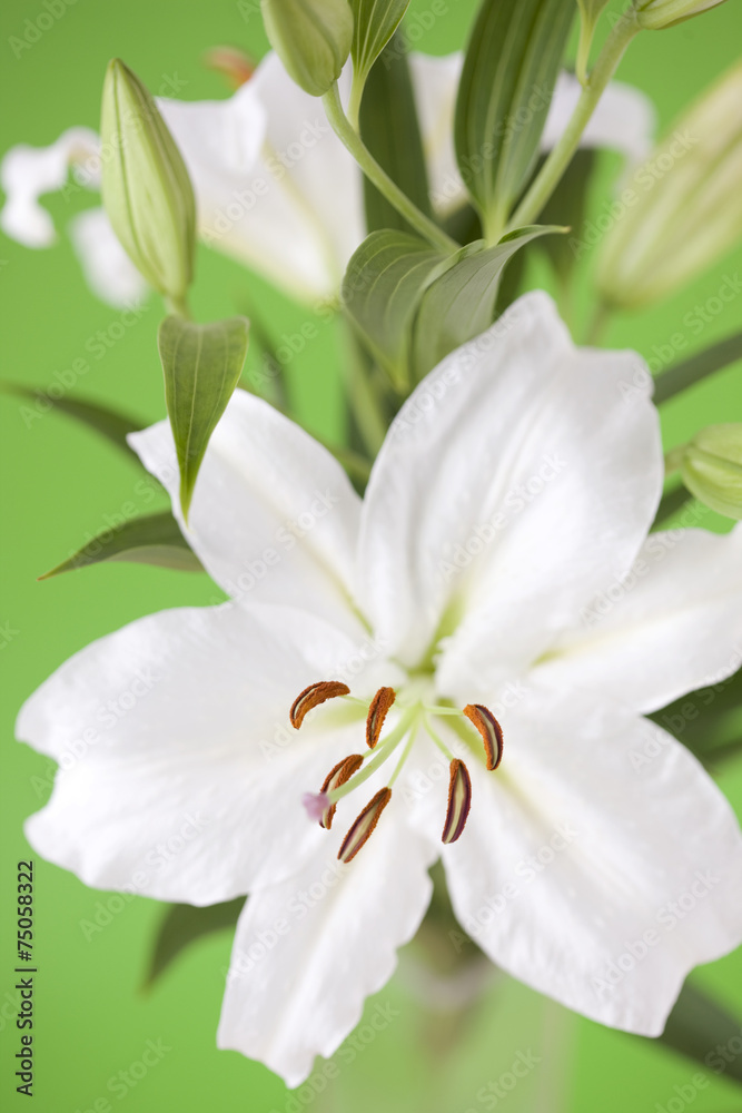 Fototapeta premium カサブランカ