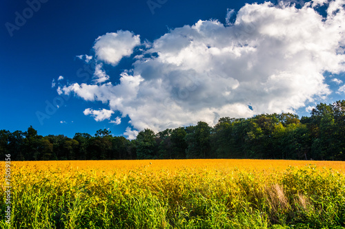 Fototapeta Naklejka Na Ścianę i Meble -  Beautiful farm field in rural York County, Pennsylvania.