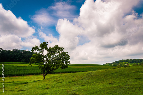 Clouds over tree in a field in Southern York County  PA.