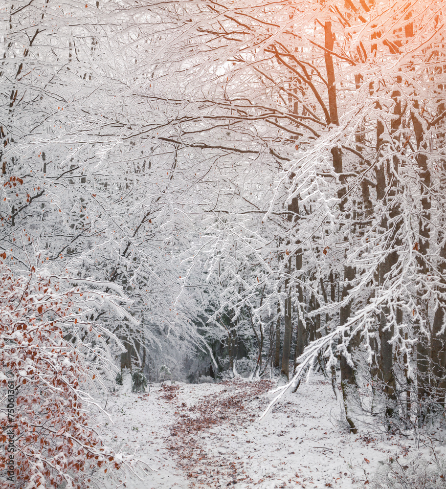 Beautiful winter sunrise in the mountain forest. Beautiful winter sunrise in the mountain forest.