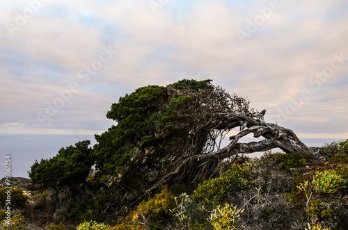 Gnarled Juniper Tree Shaped By The Wind photo