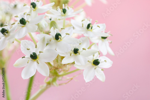 Arabian star flower (ornithogalum arabicum) photo