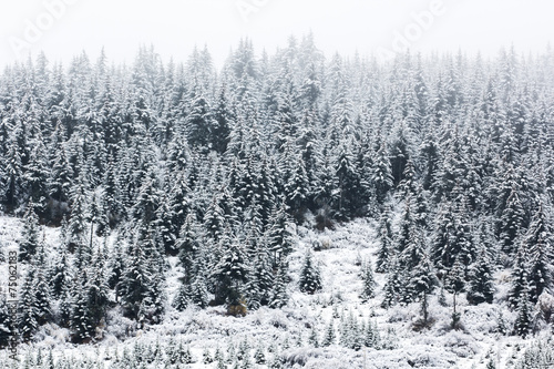 snowy spruce forest © happystock
