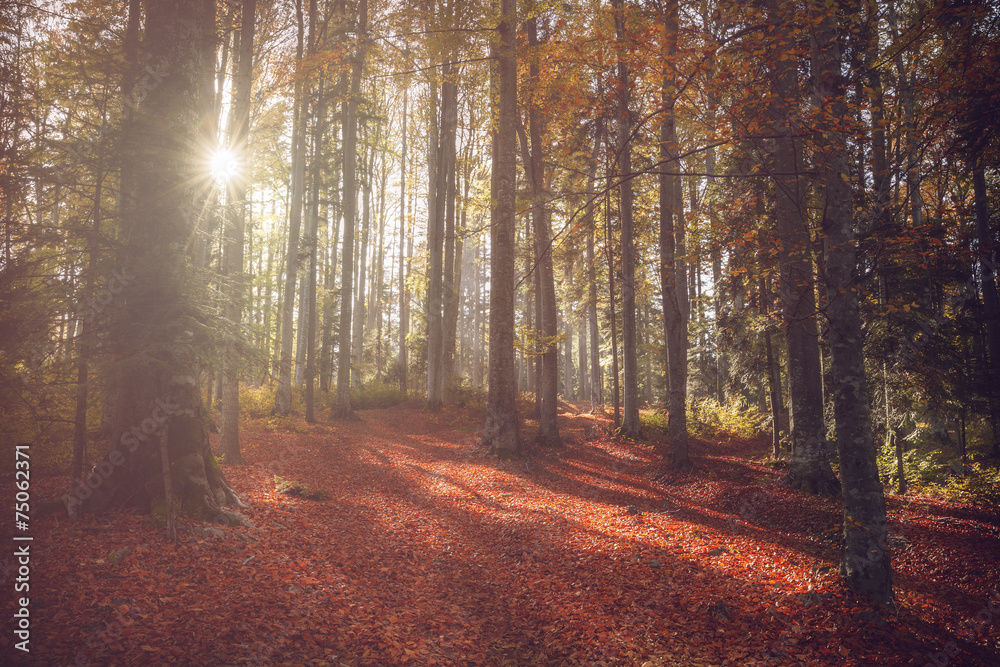 Fototapeta premium Sun rays through the trees during an autumn day in the forest