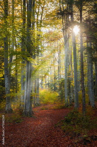 Beautiful light in the forest during fall © bonciutoma