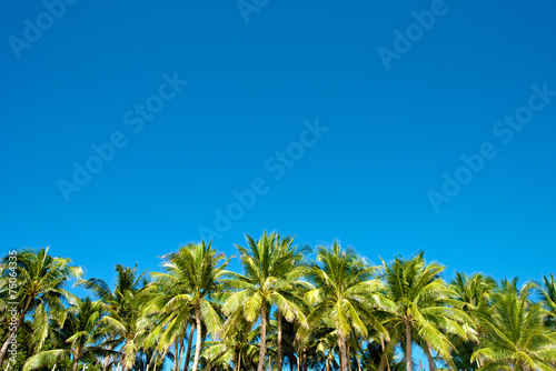 Blue sky with palm trees in Boracay
