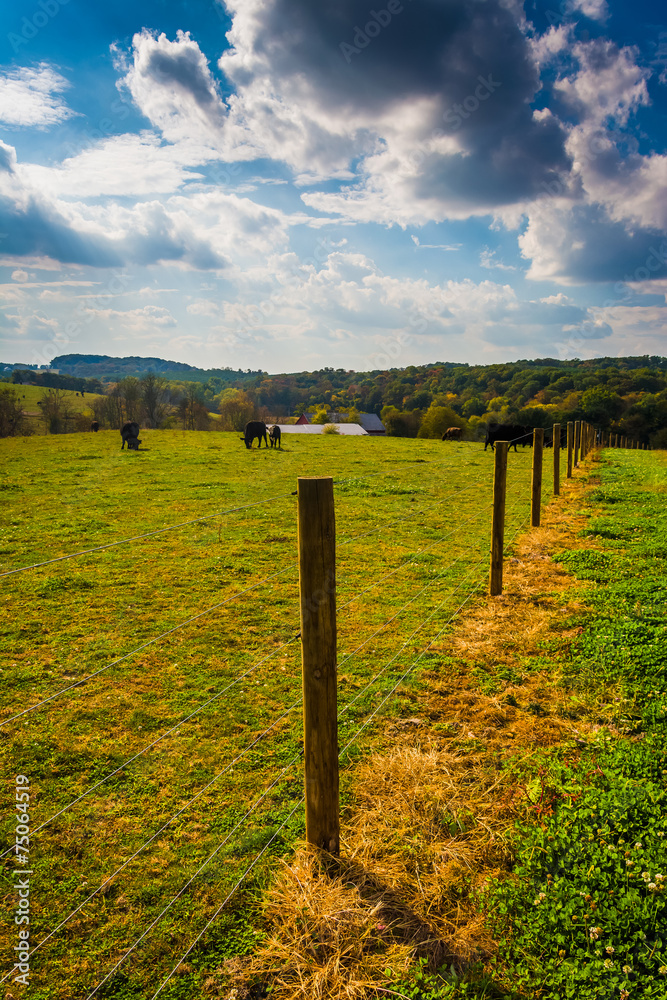 Cows and fence in a farm field in rural York County, Pennsylvani