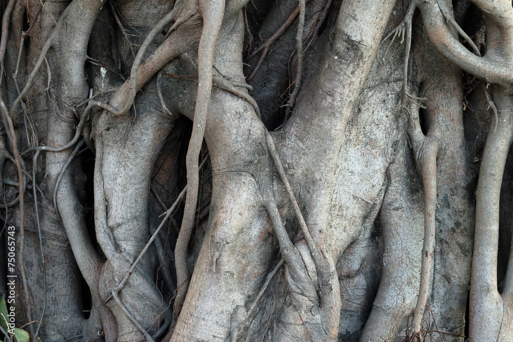 Close-up of banyan tree roots