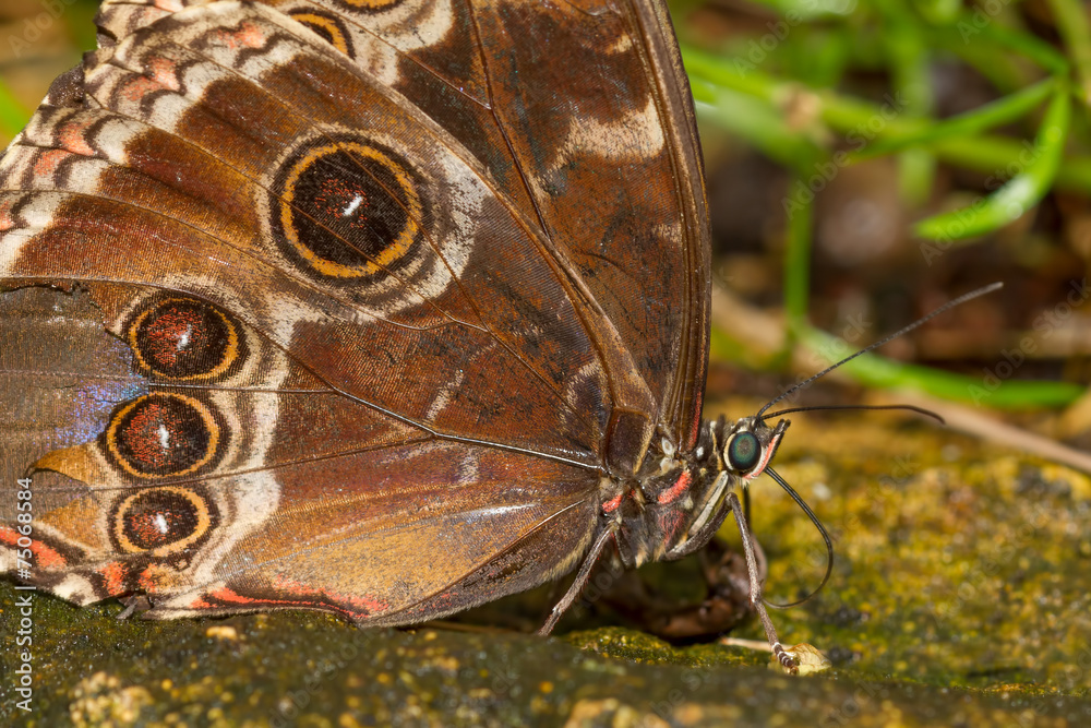 Naklejka premium Blue Morpho Butterfly