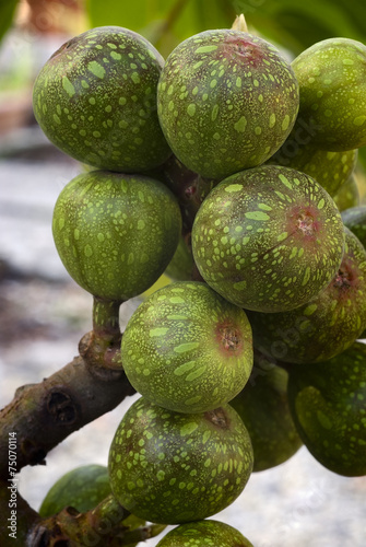 fruits of sycamore fig (Ficus sycomorus)