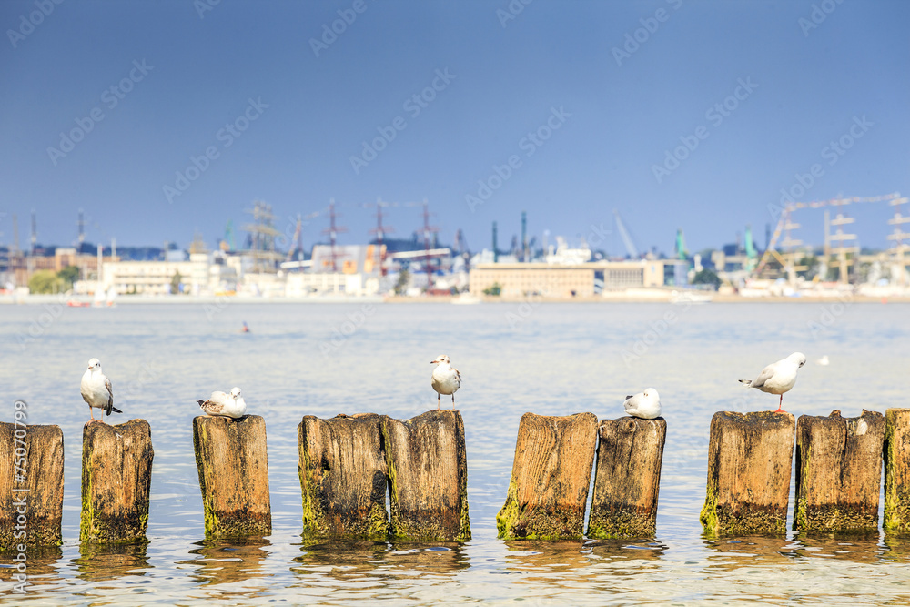 Obraz premium Seagulls in Gdynia, The Baltic Sea