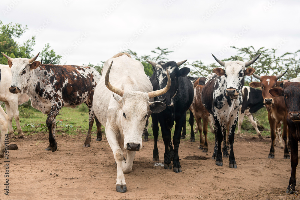 Nguni Cattle