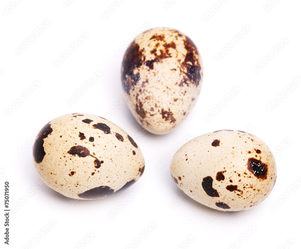 quail eggs quail eggs