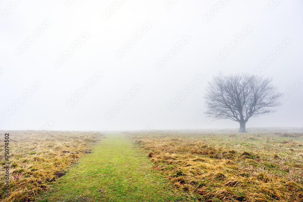 path with solitary tree