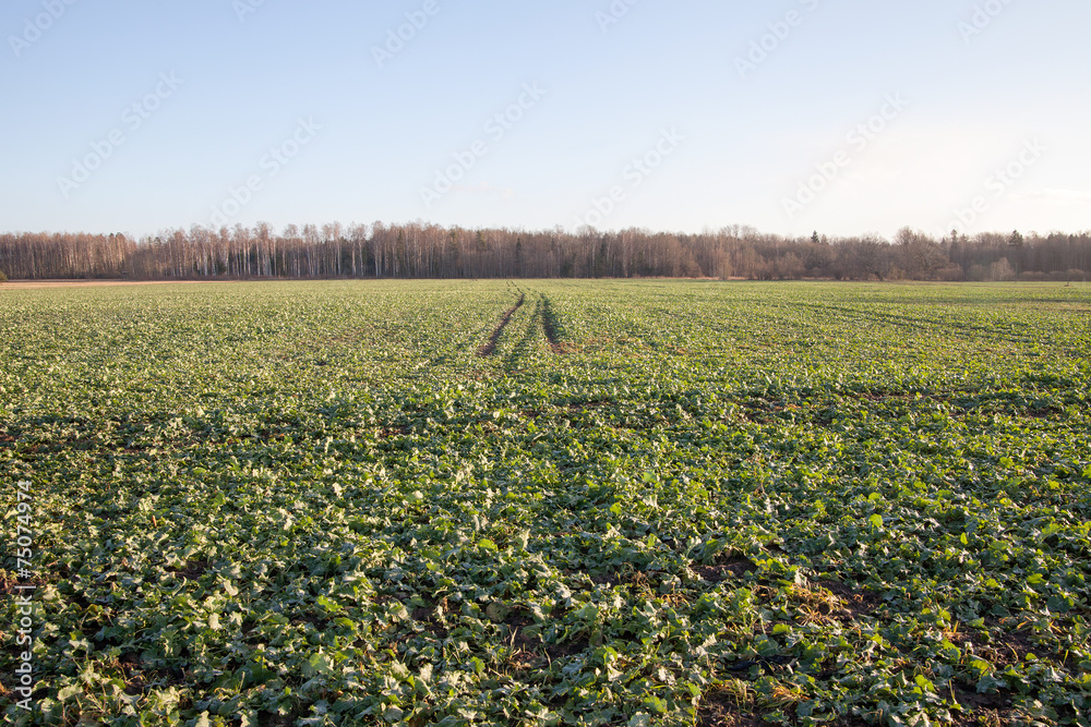 Canola field in early winter.
