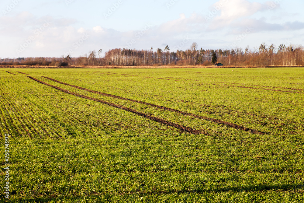 Wheat field in late autumn.