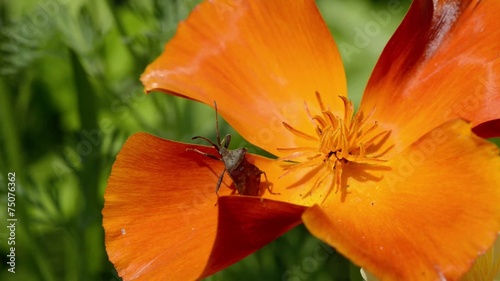 Wanze auf Blume photo