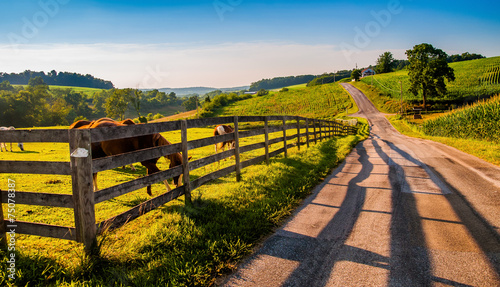 Fence and horses along a country backroad in rural York County,