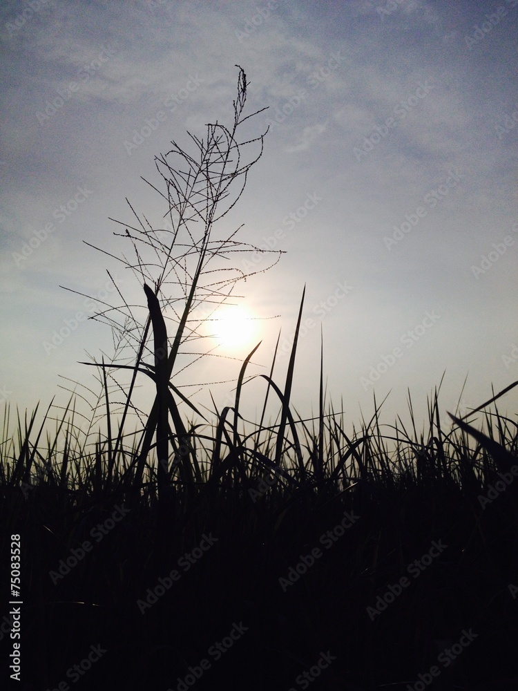 Obraz premium Silhouette grass field on sunshine background