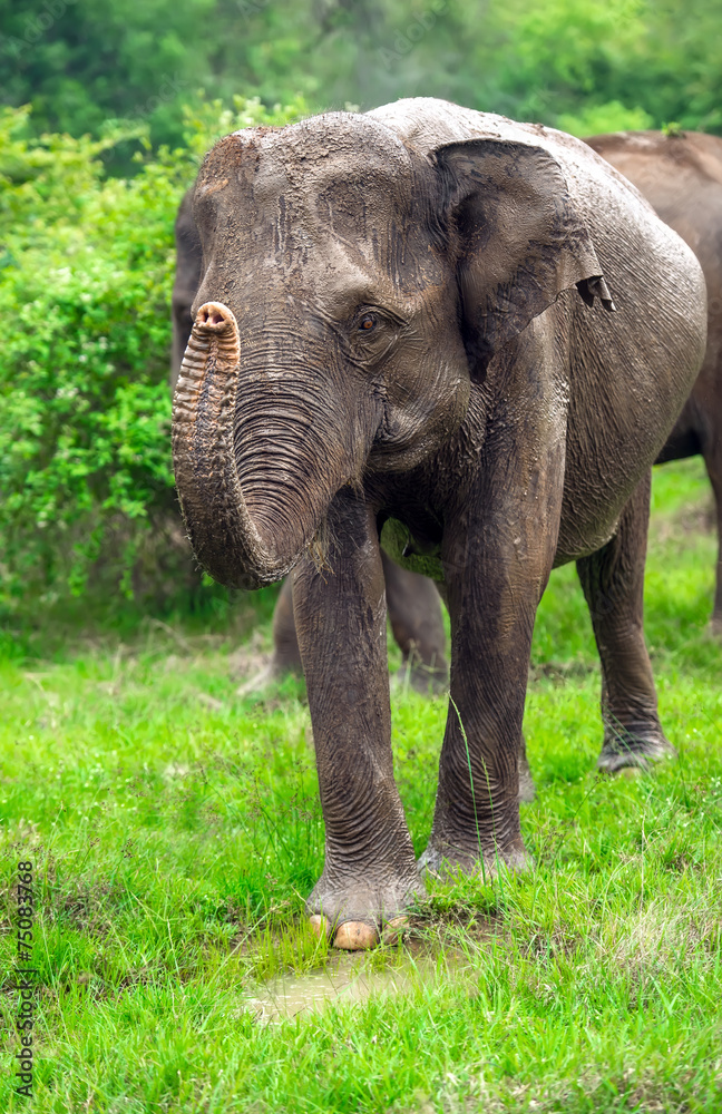 Obraz premium Elephant