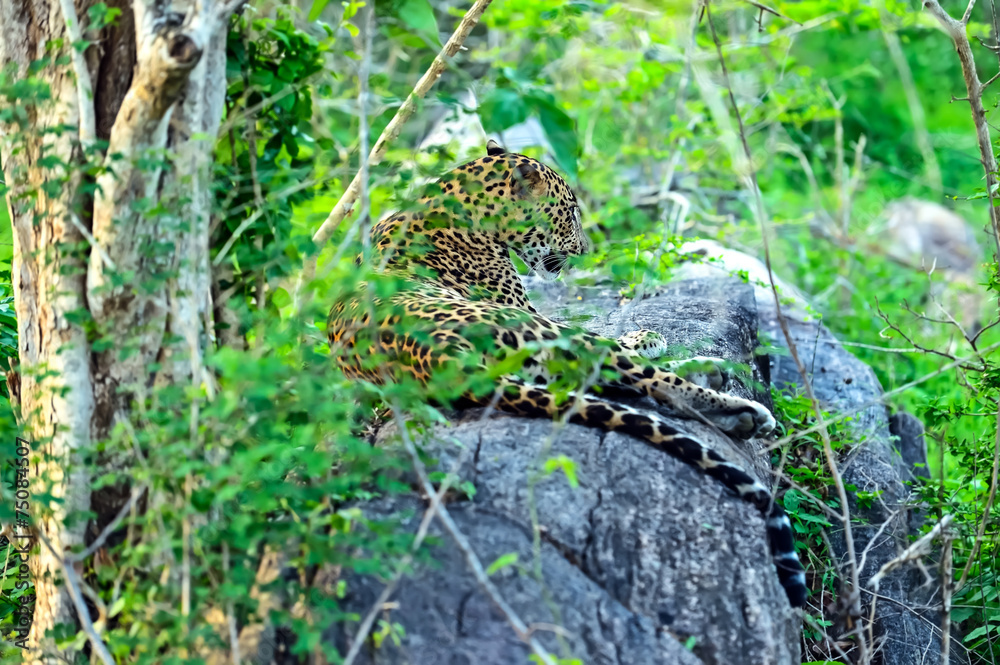 Leopard Leopard