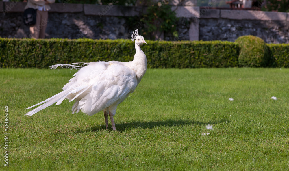 Naklejka premium Beautiful and unusual white peacock