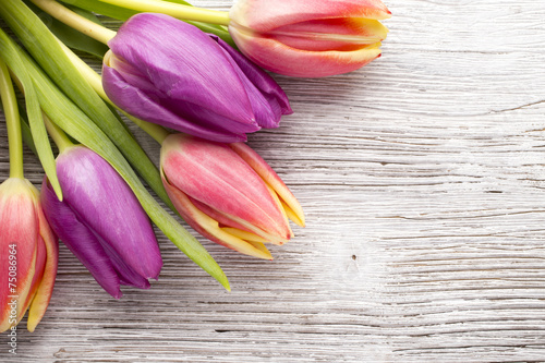 Fototapeta Naklejka Na Ścianę i Meble -  Tulip.
