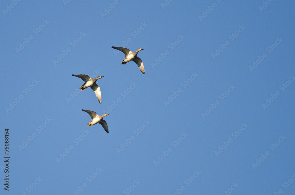 Three American Wigeons Flying in a Blue Sky