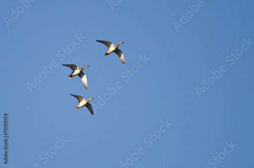 Three American Wigeons Flying in a Blue Sky © rck
