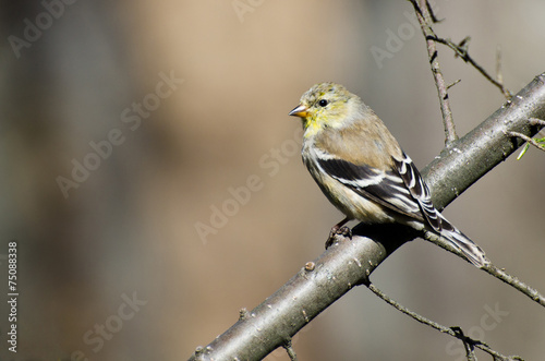 Female Goldfinch Perched in a Tree