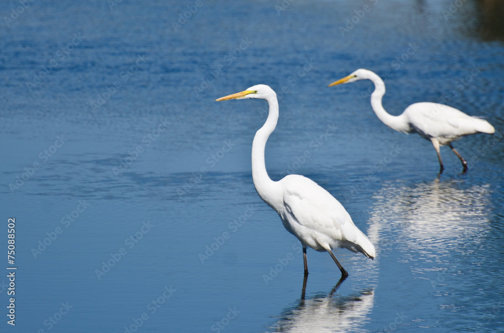 Fototapeta premium Two Great Egrets Hunting for Fish