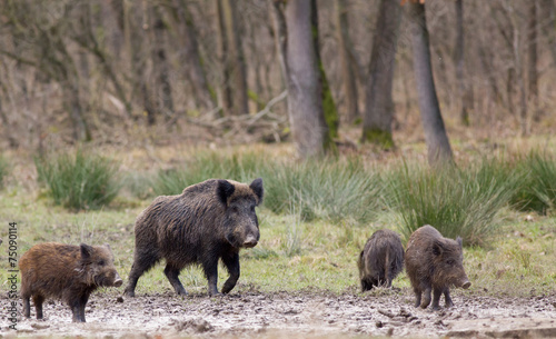 Wild boars (sus scrofa ferus)