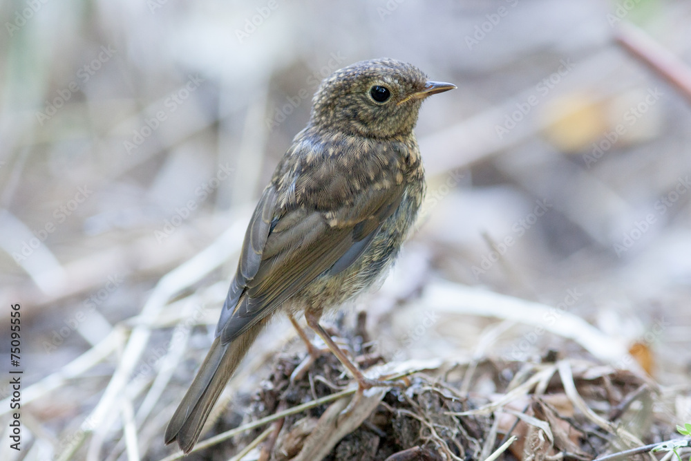 Young Robin (Erithacus rubecula).Wild bird in a natural habitat. Young Robin (Erithacus rubecula).Wild bird in a natural habitat.